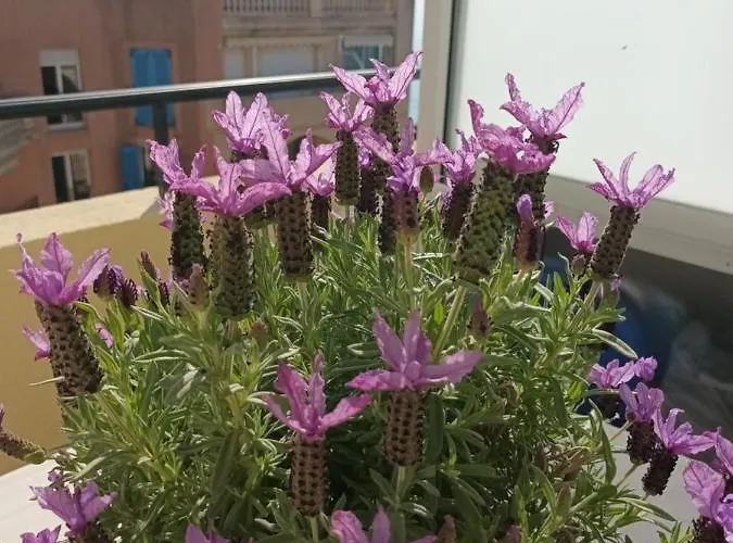 Apartamento Attico Victoria Palace Suggestivo E Spettacolare *