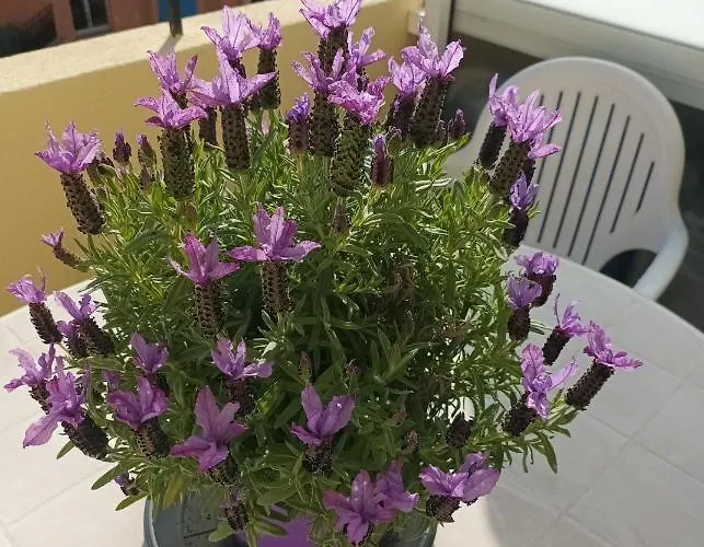 Apartment Attico Victoria Palace Suggestivo E Spettacolare